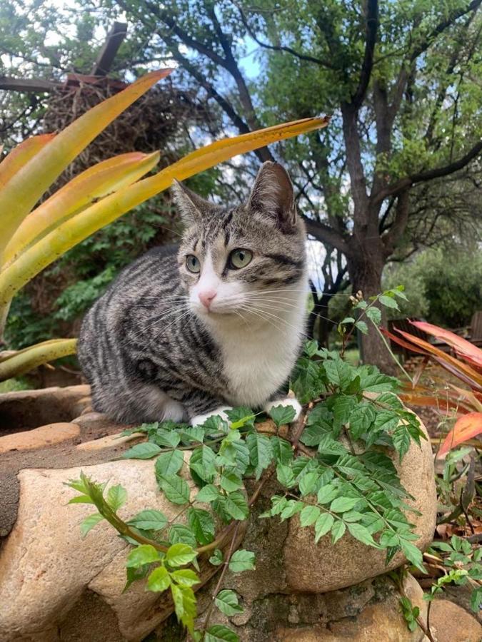 Artkaroo Stay Oudtshoorn Eksteriør billede